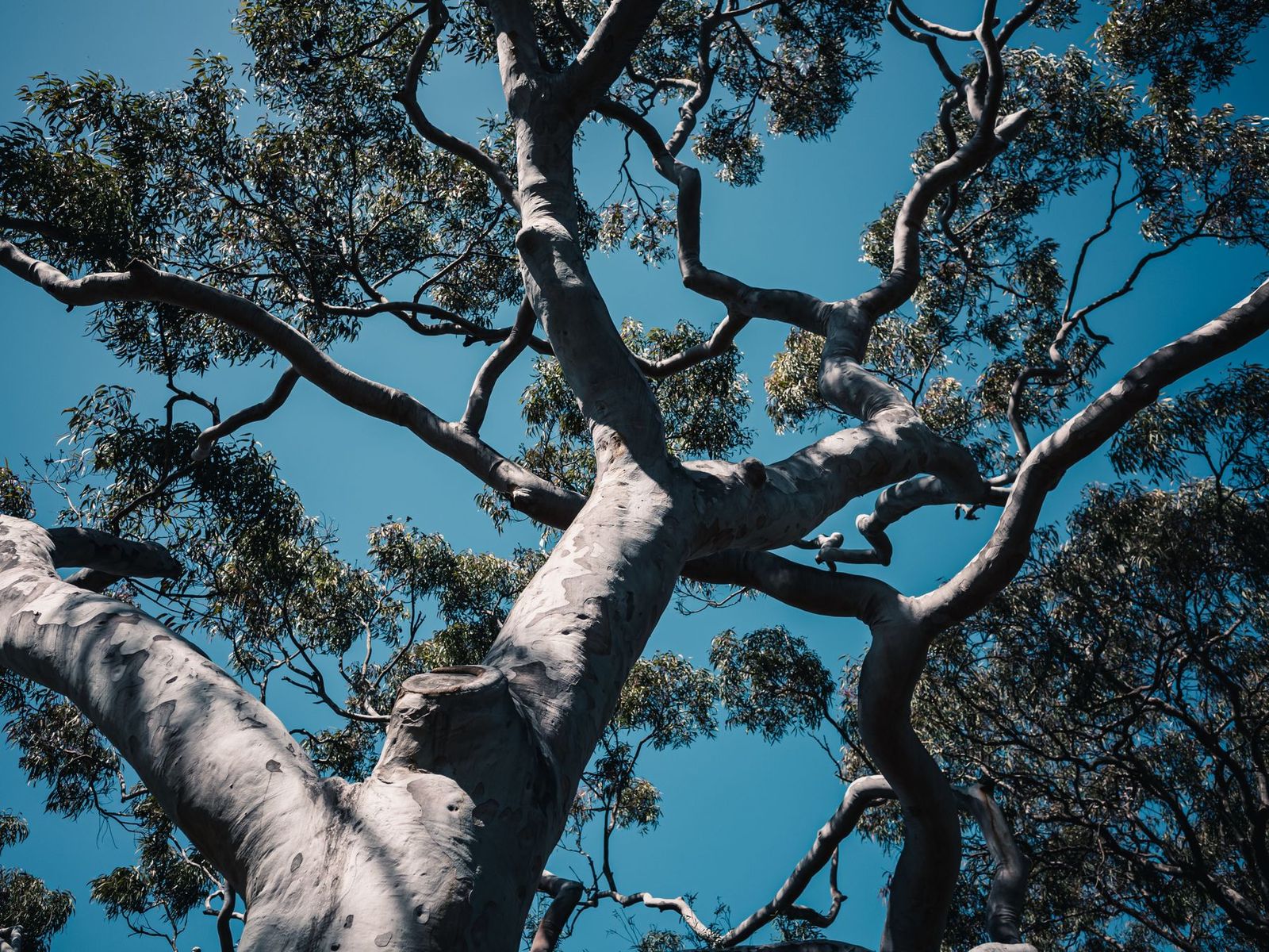 Hoher Baum mit weit ausladenden Ästen vor blauem Himmel, von unten