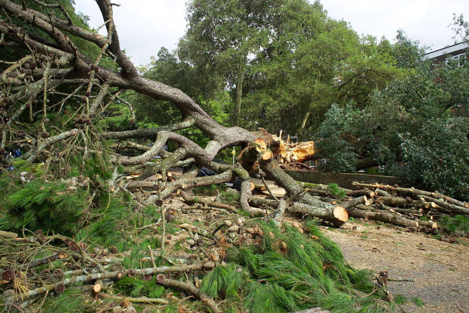 Umgestürzter Baum mit Ästen und Stammteilen über einem Parkweg
